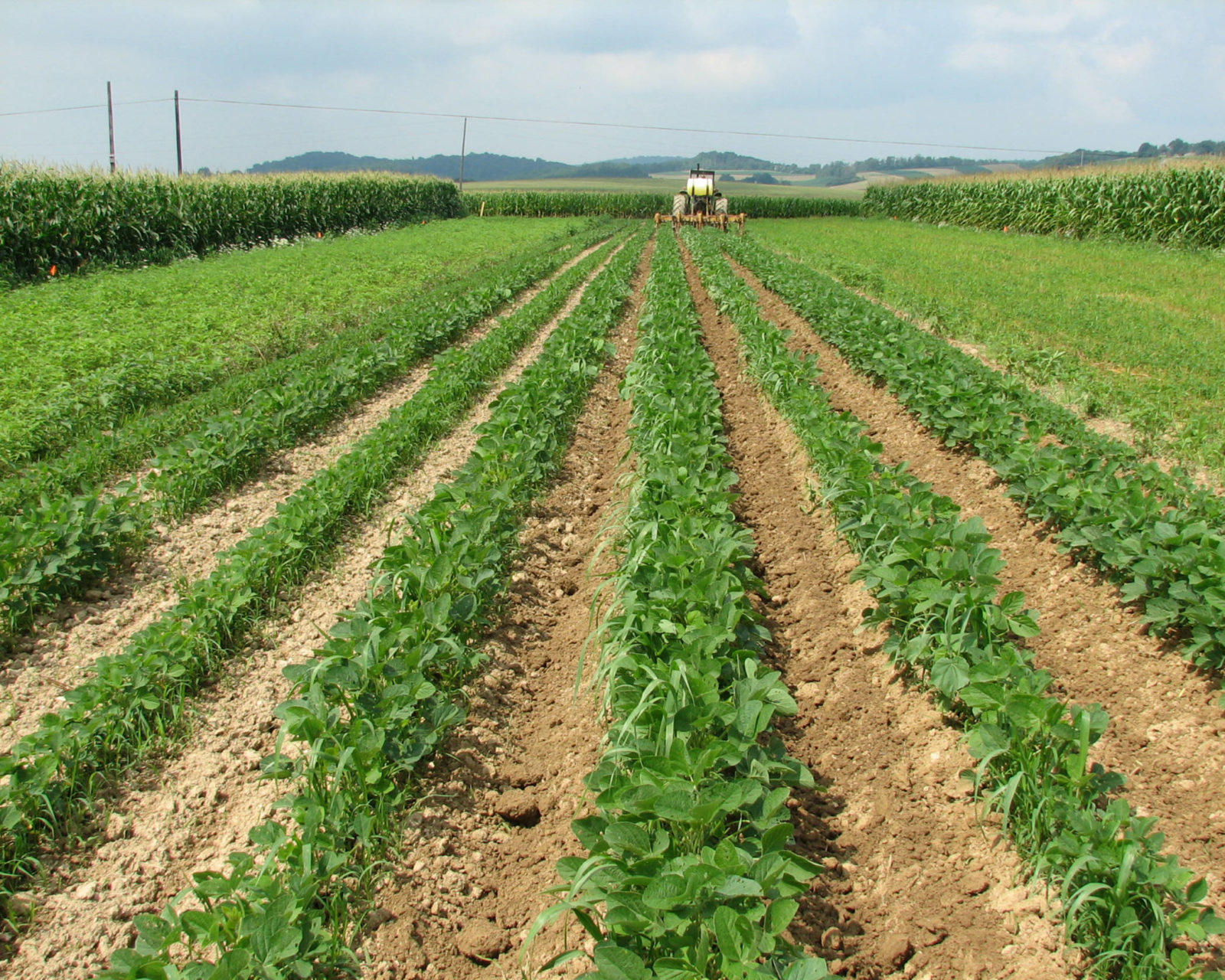 Crop Rotation