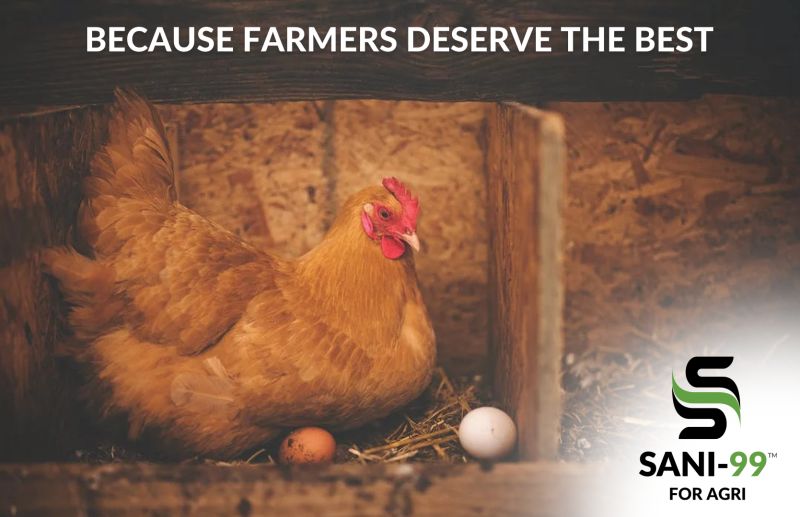 Protect your egg production against Salmonella.