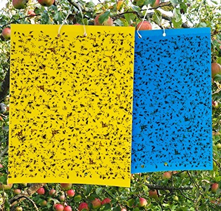 STICKY PAD (YELLOW/ BLUE)