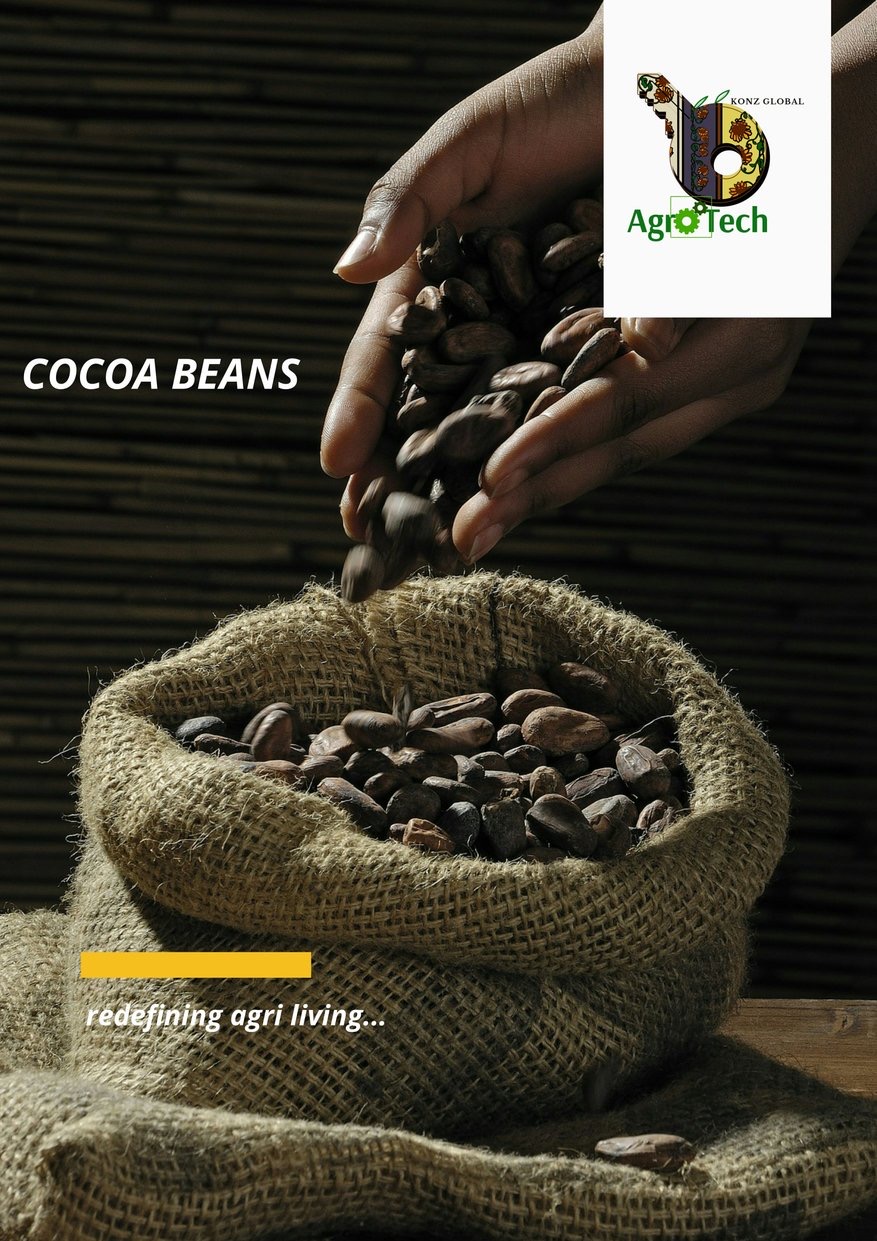 Cocoa beans