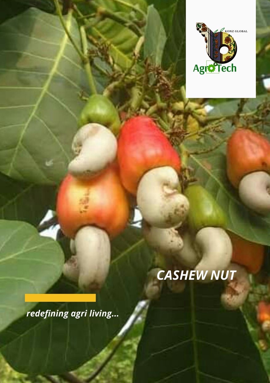 Cashew Nut