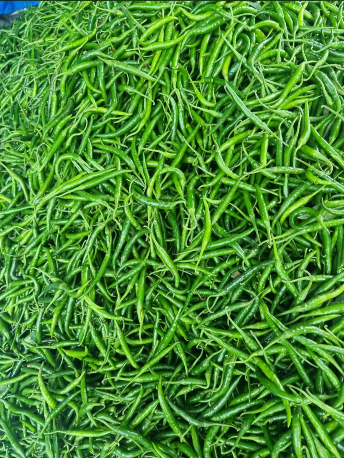 Green chilies