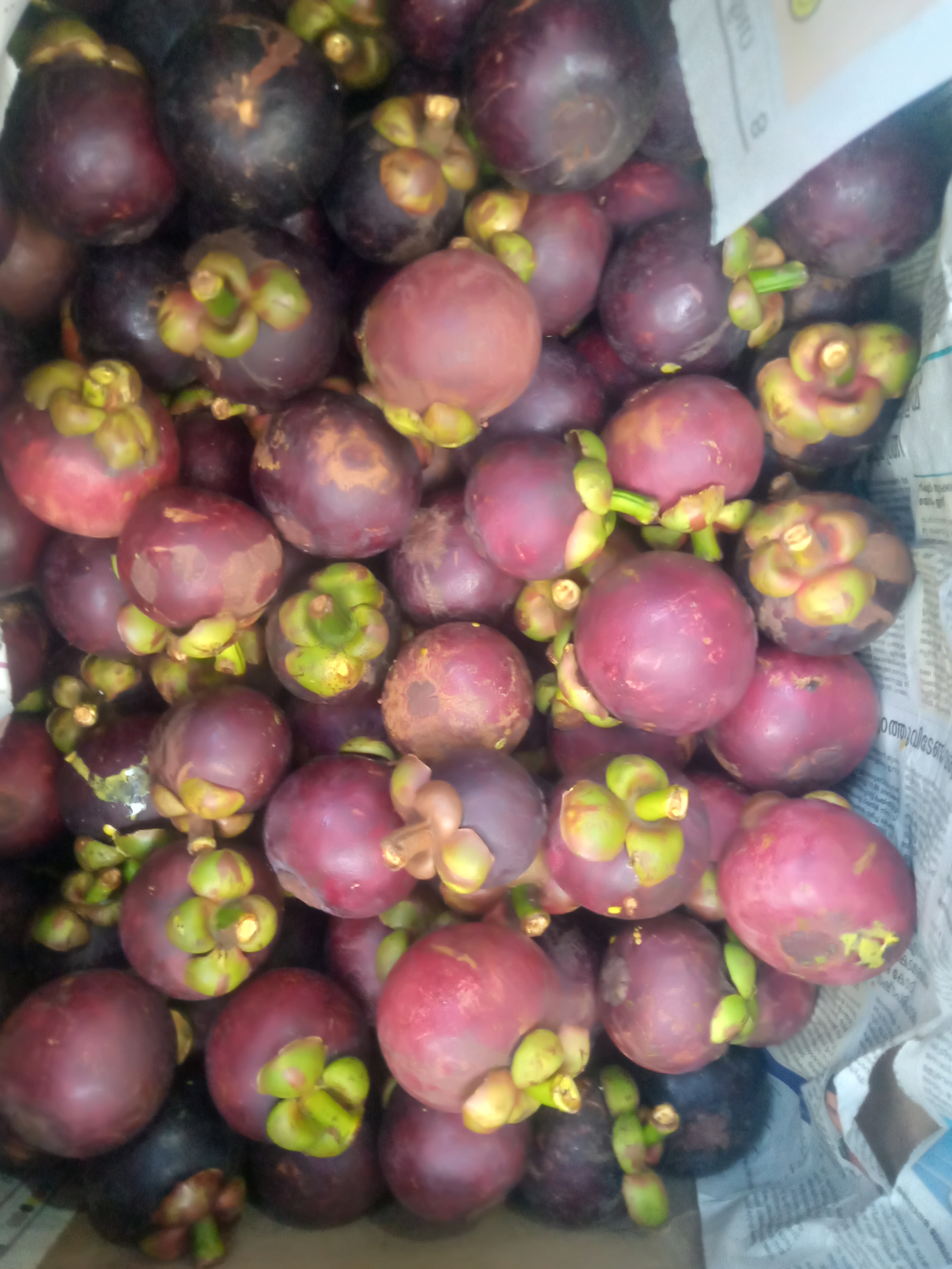 Mangosteen