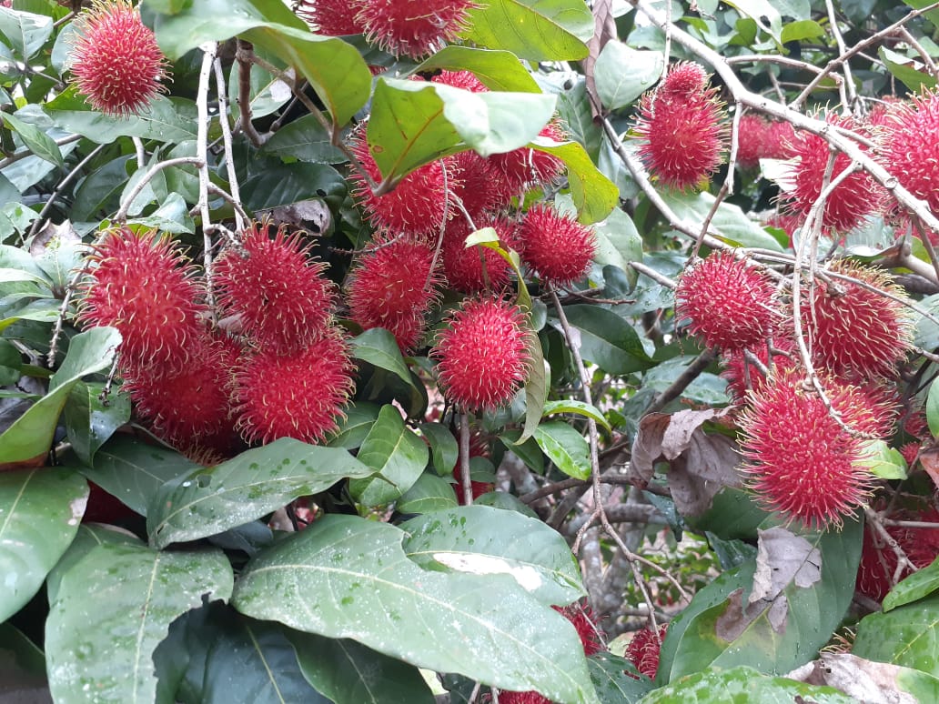 Rambutan