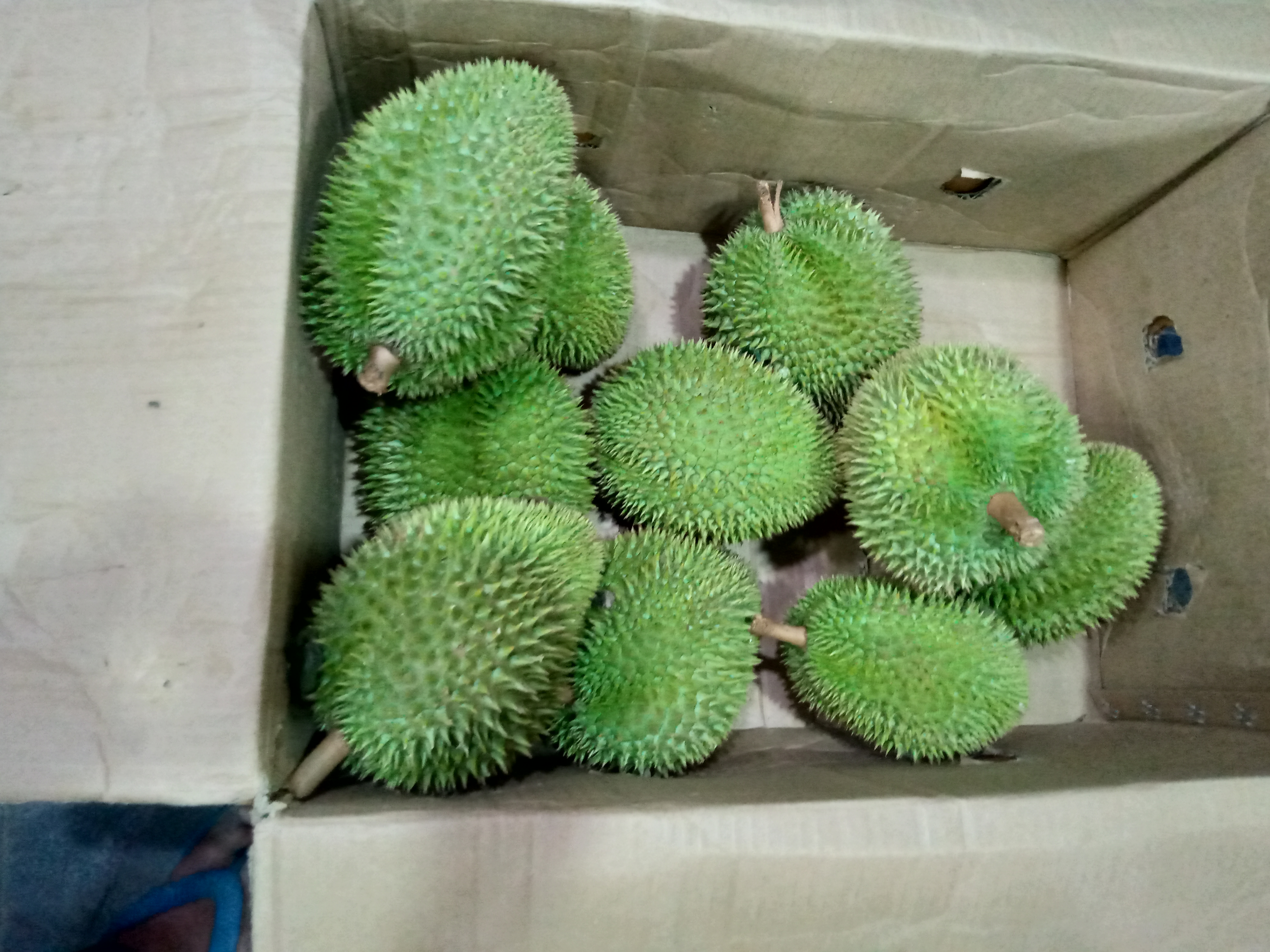 Durian Fruit