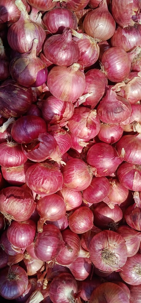 Onion