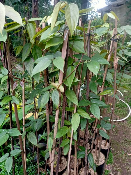 Mucuna Bennettii (Bunga Kuku Macan) - Flame Of Papua